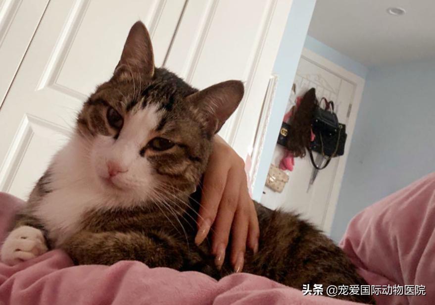 猫传腹治好了还会传染给其他猫吗,猫传腹打441见效后会一直变好吗