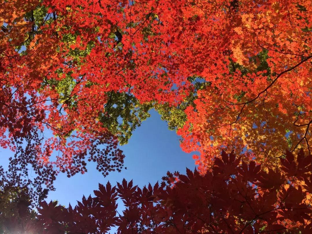 秋天来本溪赏枫叶,醉美枫叶季