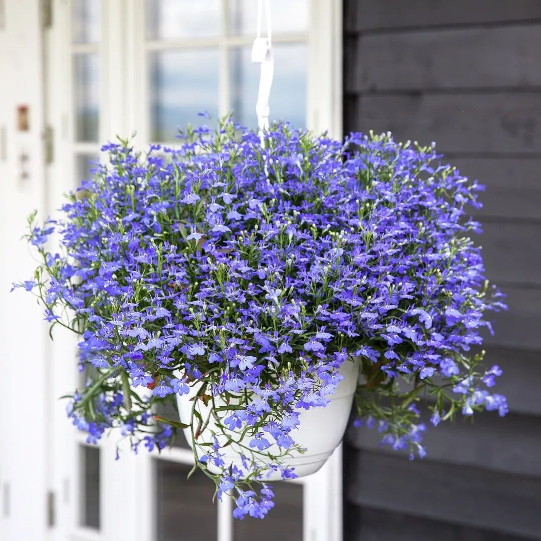 懒人室内养花就养4款开花机器,懒人专属开花机器花儿天天开爆盆