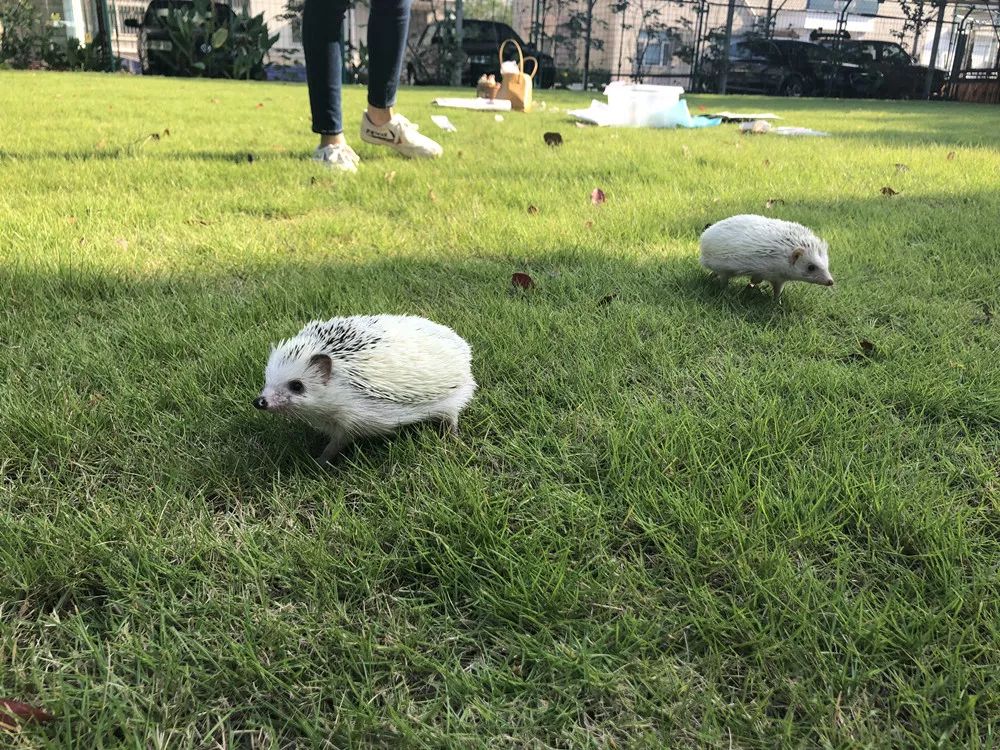 一只鸭子一万五元,一只鸭子一万多