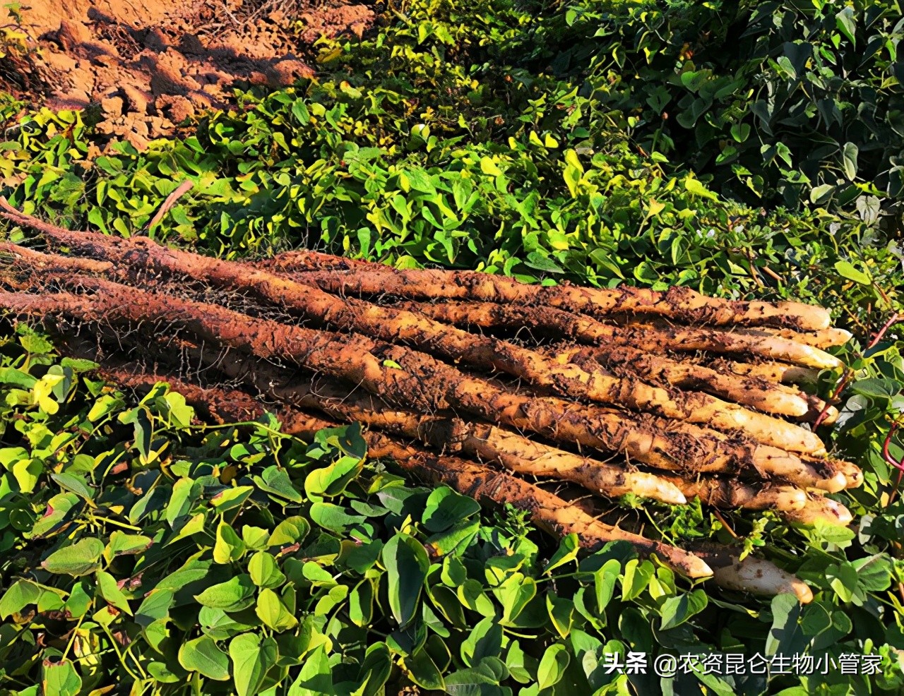 山药黄叶死苗防治用什么肥料?山药烂根病怎样处理?