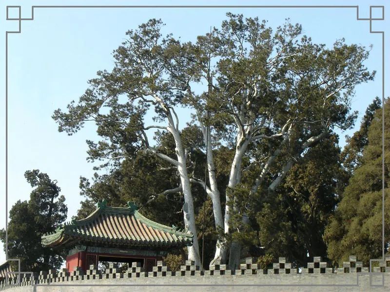 「内部泄密」最近一个月成交量最高的十大树种排行榜