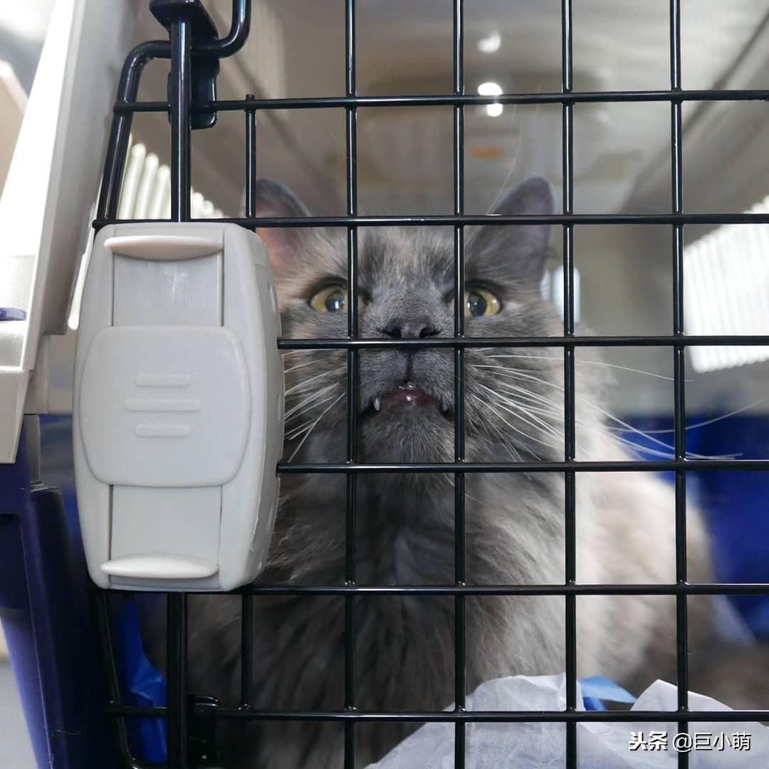 猫咪很冷如何给猫咪正确取暖,猫怕热还是怕冷怎样养猫好