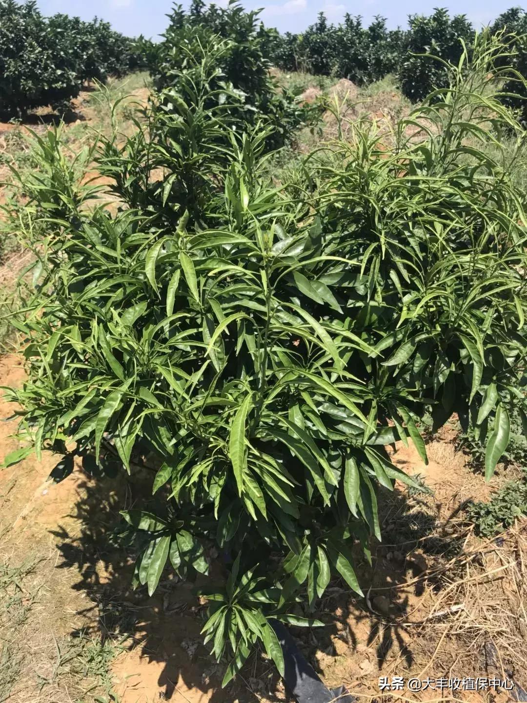 怎么除草又快又省力,除草用什么方法最省钱