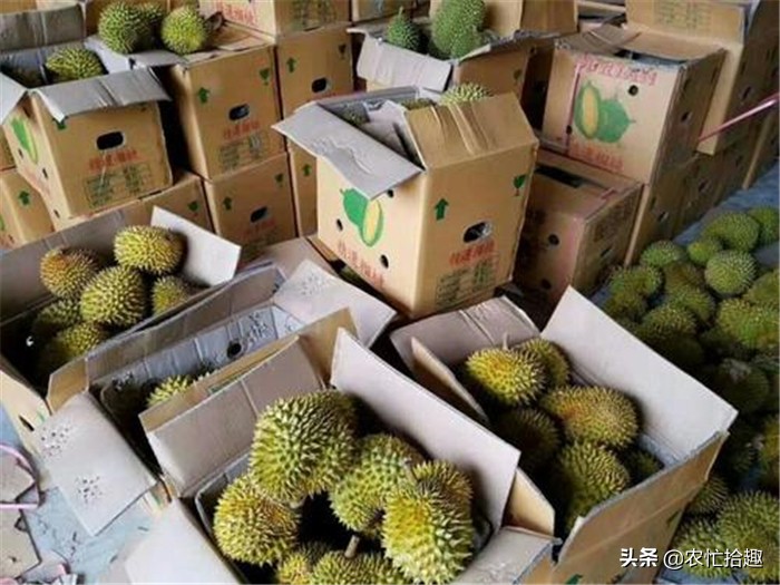 品质越来越差，价格突破30元/斤还在涨，商家仍抢着收购，真坑