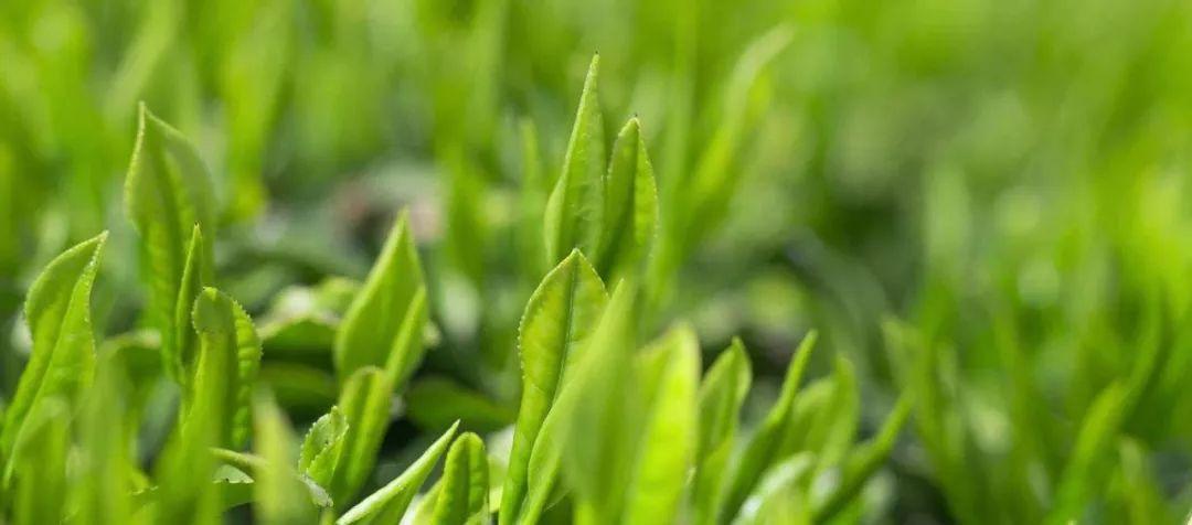 <html>
<head><title>502BadGateway</title></head>
<body>
<center><h1>502BadGateway</h1></center>
<hr><center>nginx</center>
</body>
</html>
<!--apaddingtodisableMSIEandChromefriendlyerrorpage-->
<!--apaddingtodisableMSIEandChromefriendlyerrorpage-->
<!--apaddingtodisableMSIEandChromefriendlyerrorpage-->
<!--apaddingtodisableMSIEandChromefriendlyerrorpage-->
<!--apaddingtodisableMSIEandChromefriendlyerrorpage-->
<!--apaddingtodisableMSIEandChromefriendlyerrorpage-->
