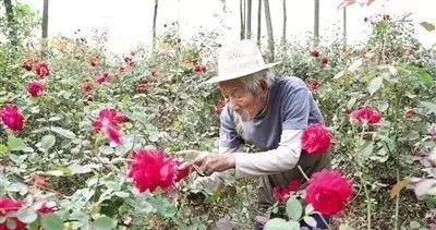 90岁老人种了67年花，靠玫瑰花瓣养活了8个孩子！