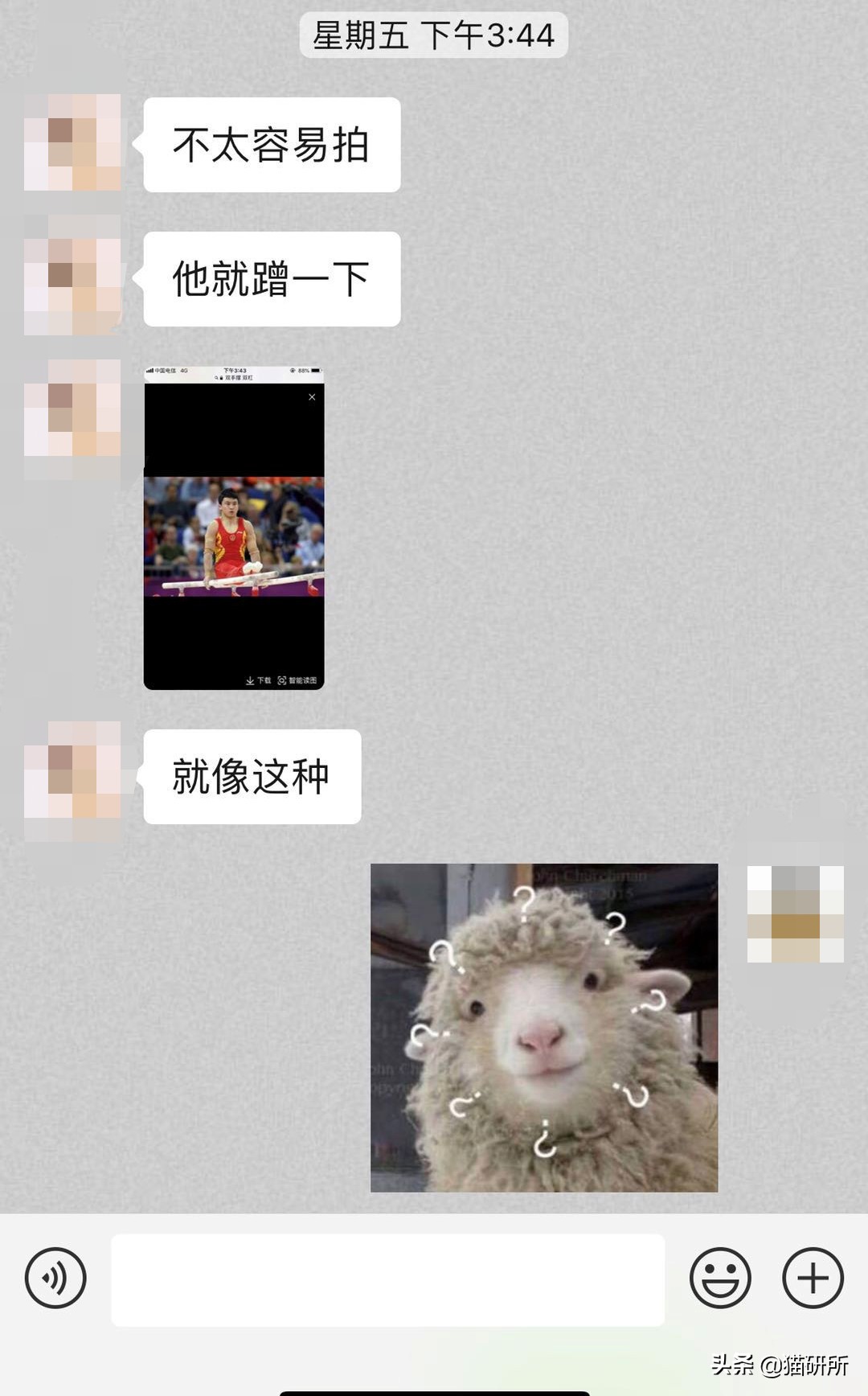 猫咪弓形虫对猫的危害,猫奴弓形虫