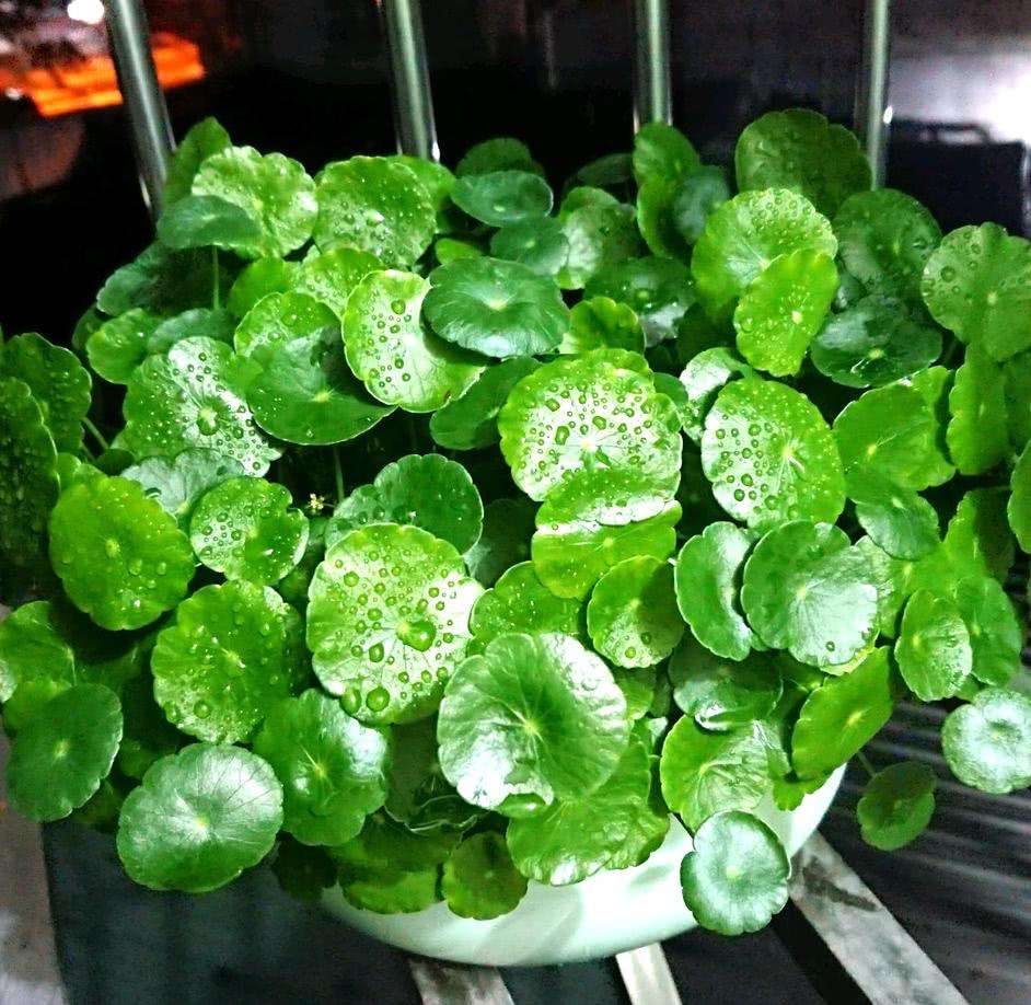 适合懒人养的铜钱草,瀑布过滤养铜钱草