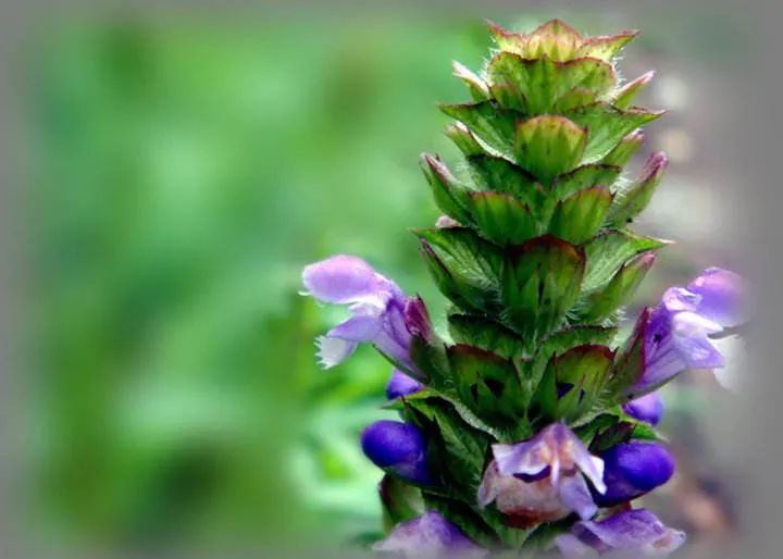 每一株青春过的植物，都向世界亮过*处私**
