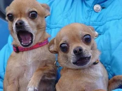 狗狗的几种类型,狗狗的性格会越来越像主人