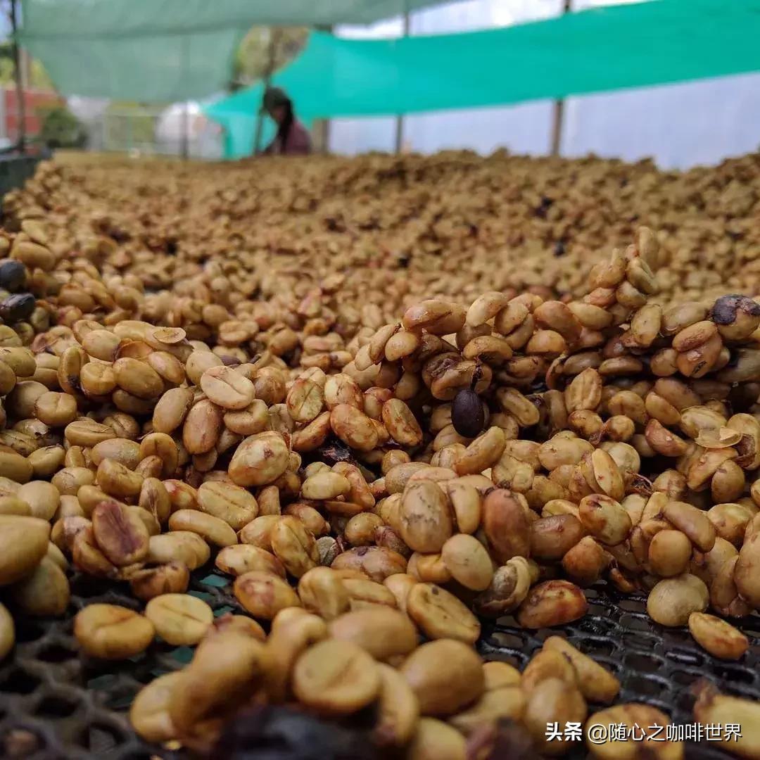 为什么有的咖啡是酸的,为什么有些咖啡那么甜