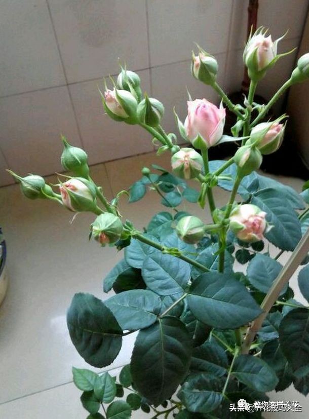 5种花特清香，家里养一盆，芬芳不断，清香四溢，异味全无