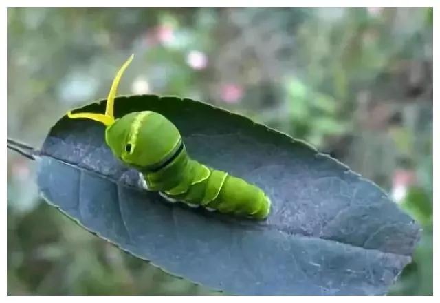 经典植物动物科普,常见植物对应的动物