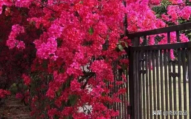 四季开花的庭院爬藤,庭院爬藤花期长哪种最好