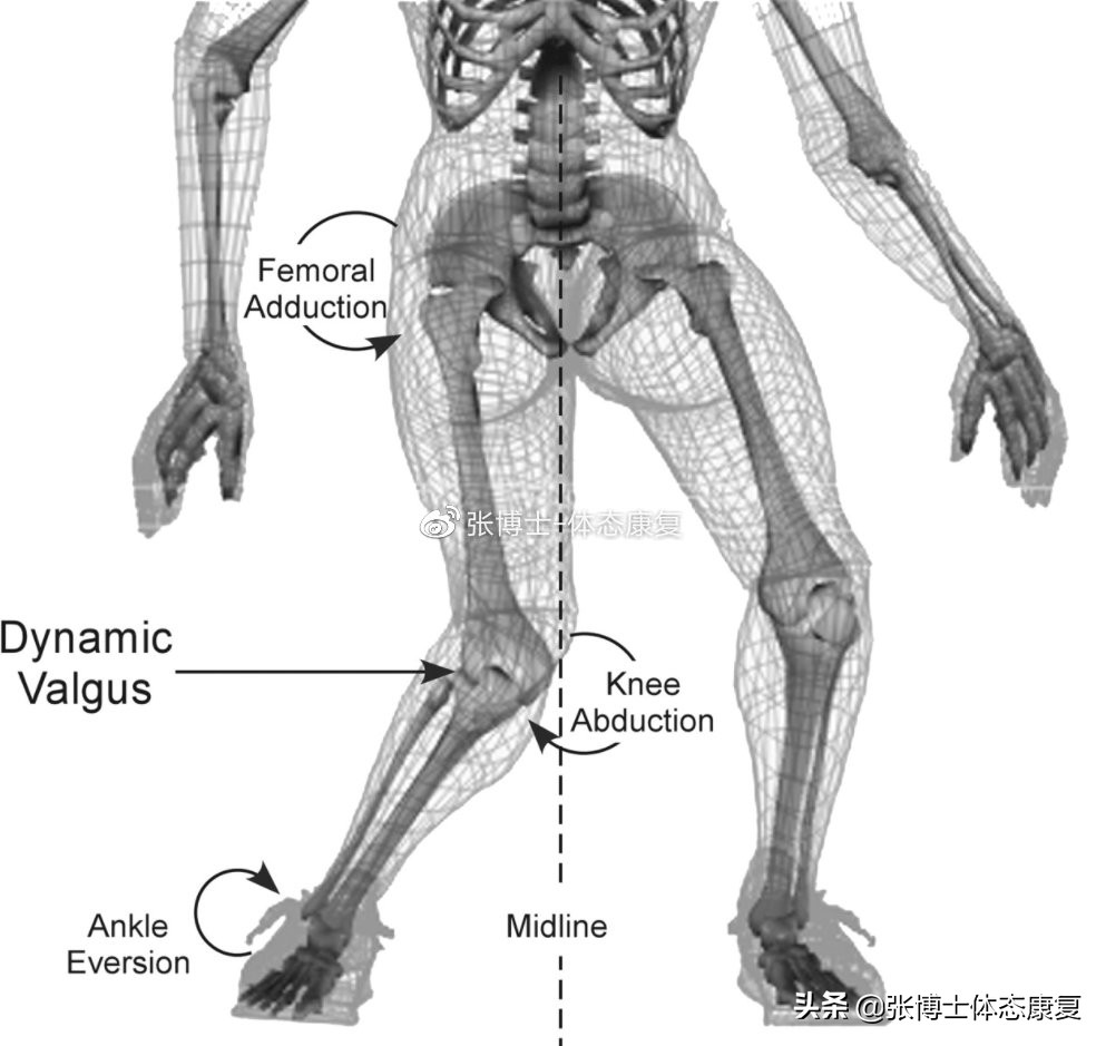 「译文分享」人体侧向子系统与单腿运动的稳定性