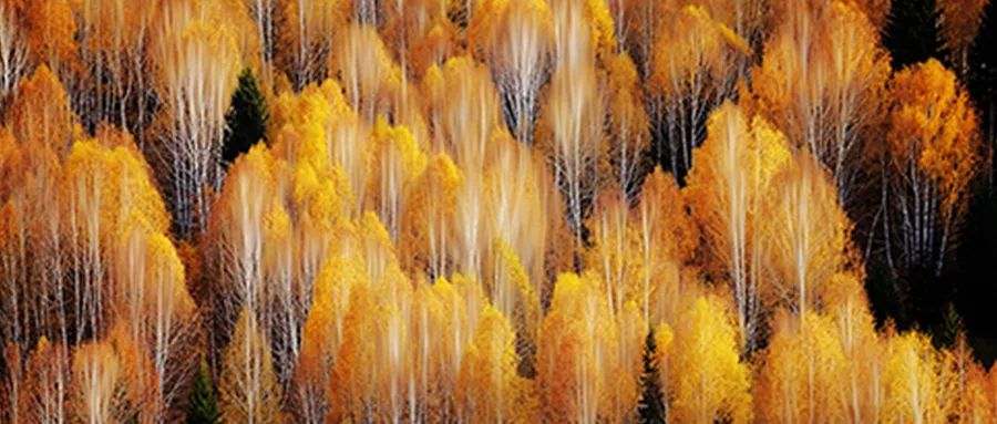 辛巴所售燕窝被王海检测为糖水；苹果降低APPStore抽成