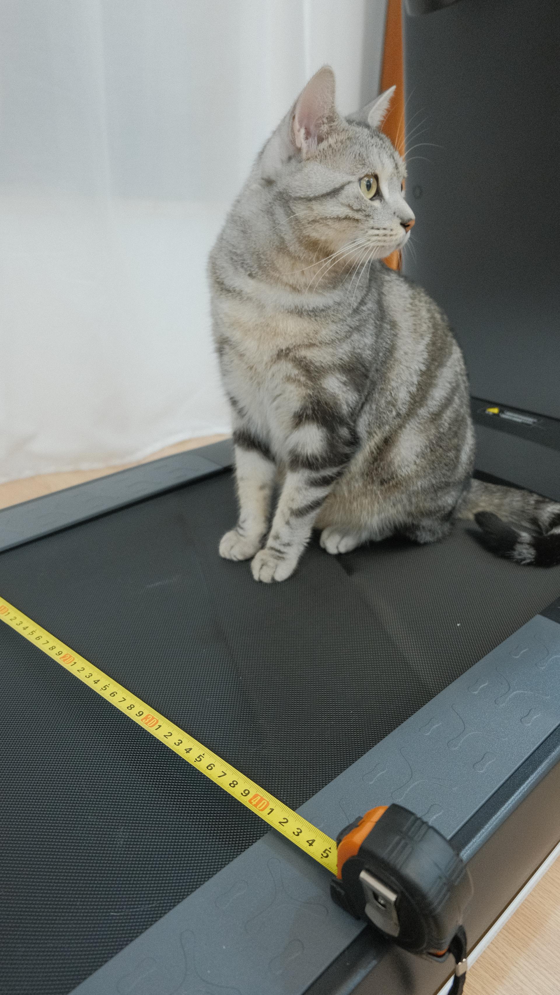 新手跑步要不要买跑步机,在家买跑步机