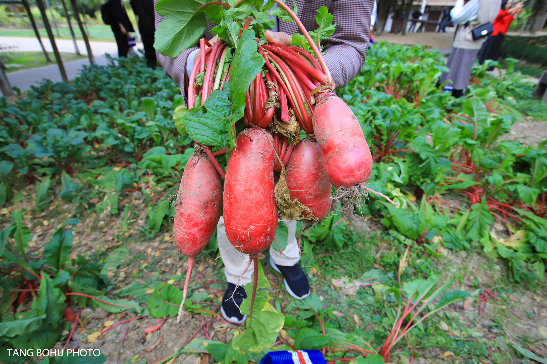 乌镇，来过未曾离开，感受小桥流水人家的静谧安闲