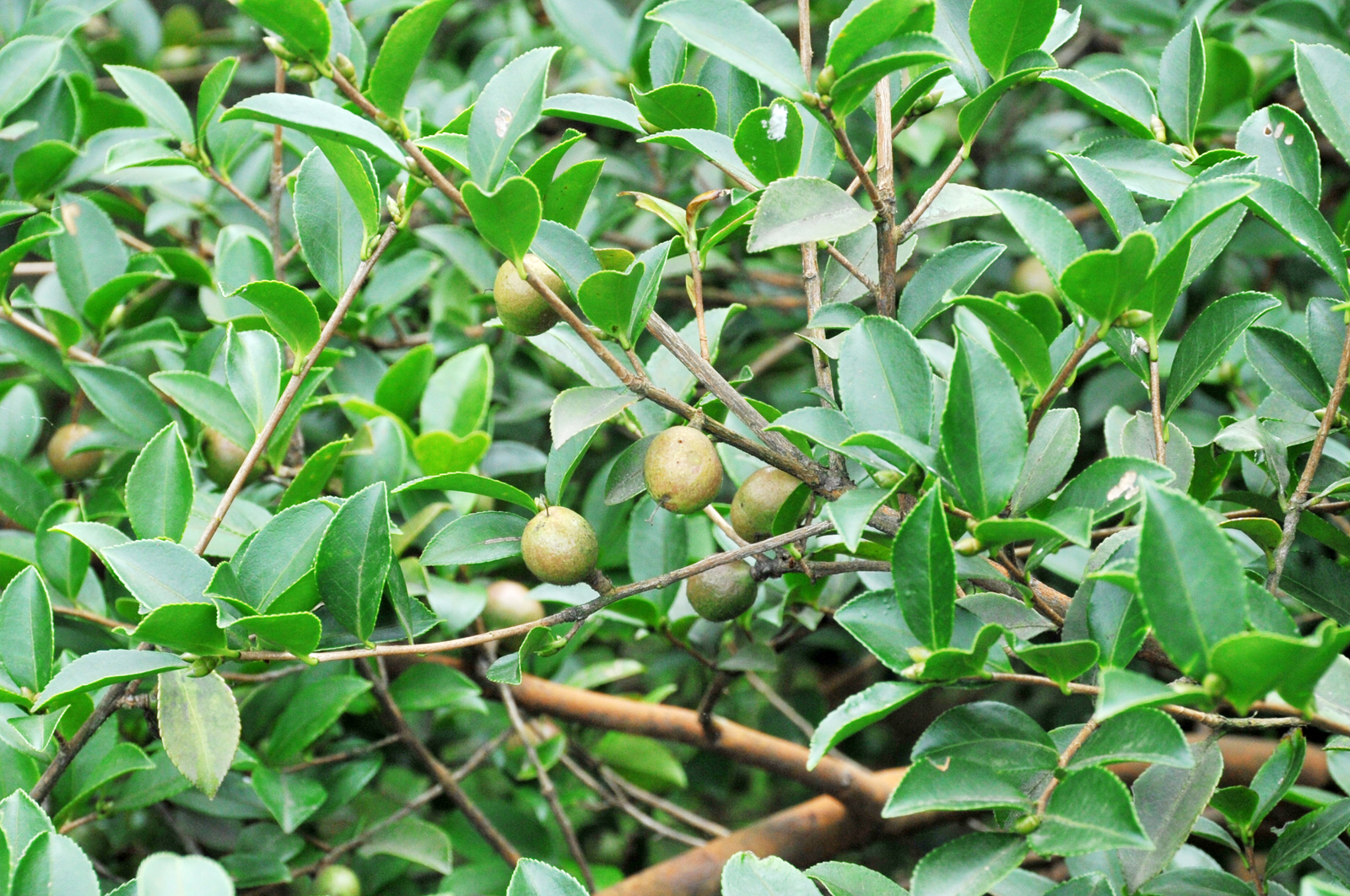 自炒茶叶纯天然,云南茶传统柴火手工炒茶