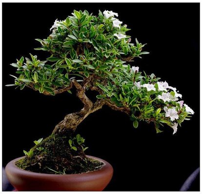 10种易养活的室内植物花,100种家庭花卉种植盆栽大全