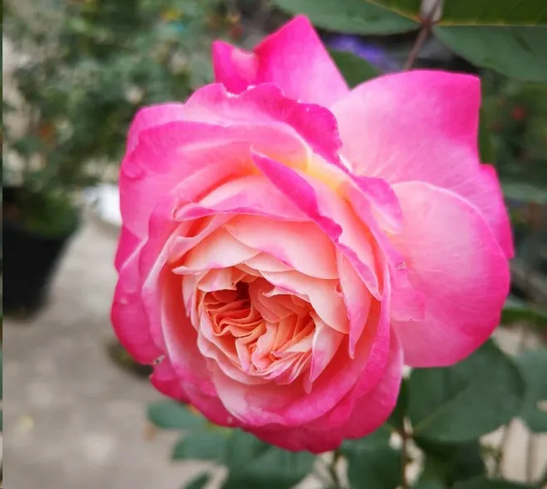 棒棒糖月季现在需要剪枝吗,种植棒棒糖