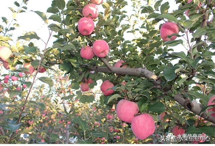 目前最有发展前途的早熟苹果品种,现在最好的富士苹果是什么品种