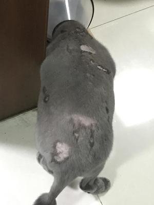 十猫九癣有这么严重吗,十猫九癣有必要去医院吗