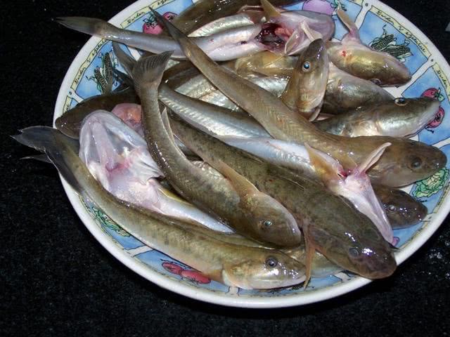 盐沟里钓“光鱼”，体形似胡萝卜，有点虎头蛇尾的感觉