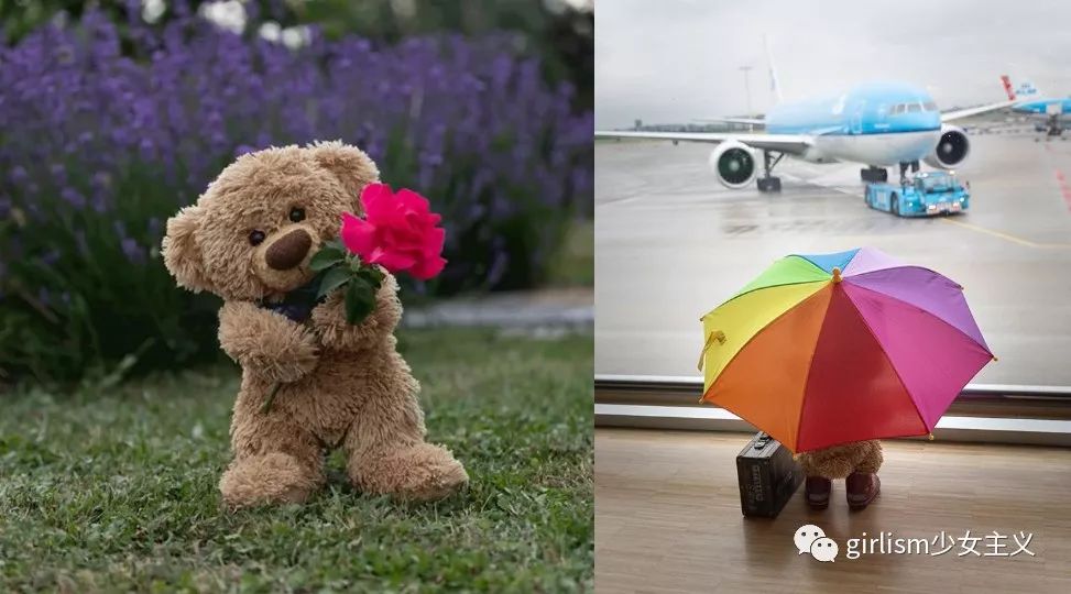 世界上最美丽的泰迪熊,最可爱的泰迪熊