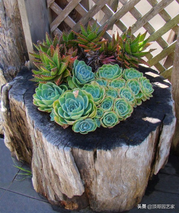 多肉植物盆栽的种植方法,多肉植物花园打造