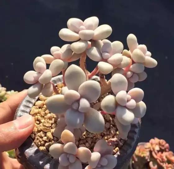 推荐轻松玩转100种常见多肉植物,700种多肉植物图鉴pdf百度云