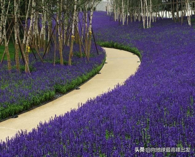 景观草花养护技术大全,景观树木种植技法分析