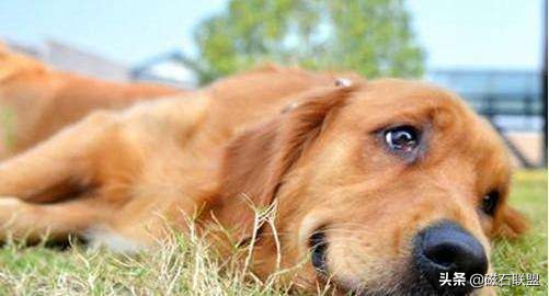 当狗狗误食有毒食物怎么办,收下这篇急救贴士,让您不再束手无策
