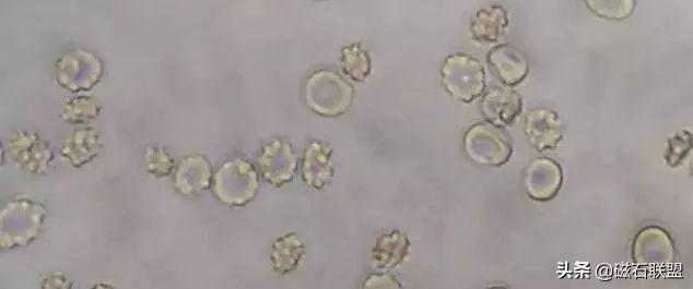 总觉得宠物医院检查太多？为什么需要做这些检查？医院揭秘便检篇