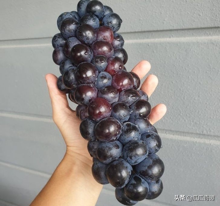 恶魔果实水果性能,恶魔果实图鉴108种属性