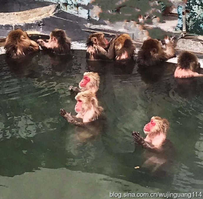 日本猴子冬天泡温泉原因,日本雪里泡温泉的猴子