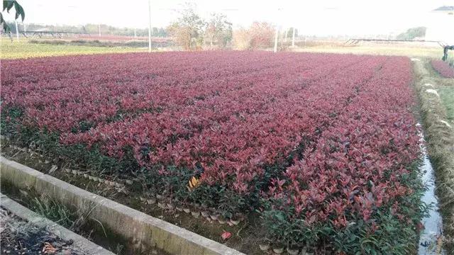 「苗木通新晋会员」湖州陈春耕：细节具体、价格适中、售后保障