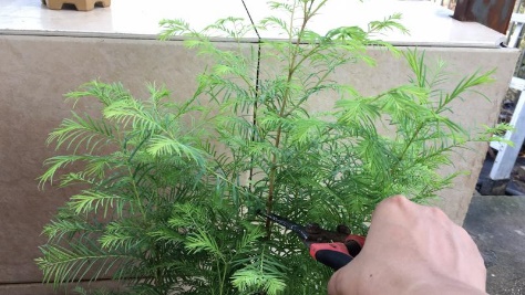 新手也能学会的修剪盆景技巧,枸杞盆景修剪技巧图解