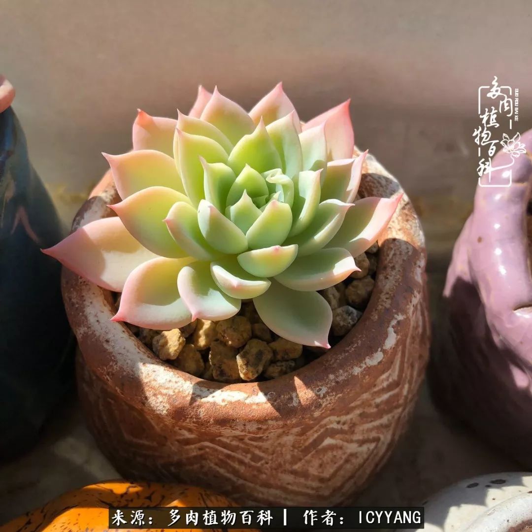 多肉隔着玻璃晒太阳效果好吗,隔着玻璃养的多肉照样长得好