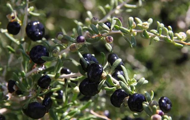 市场上的黑枸杞为什么那么贵,黑枸杞野生和种植的区别