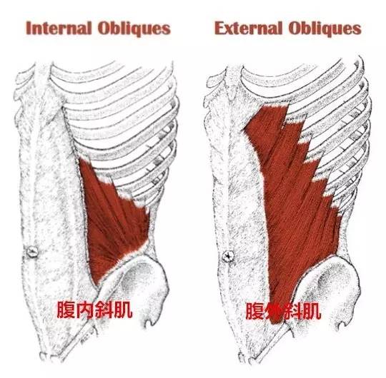 肋骨外翻、腹肌虚弱，这样呼吸，效果更好