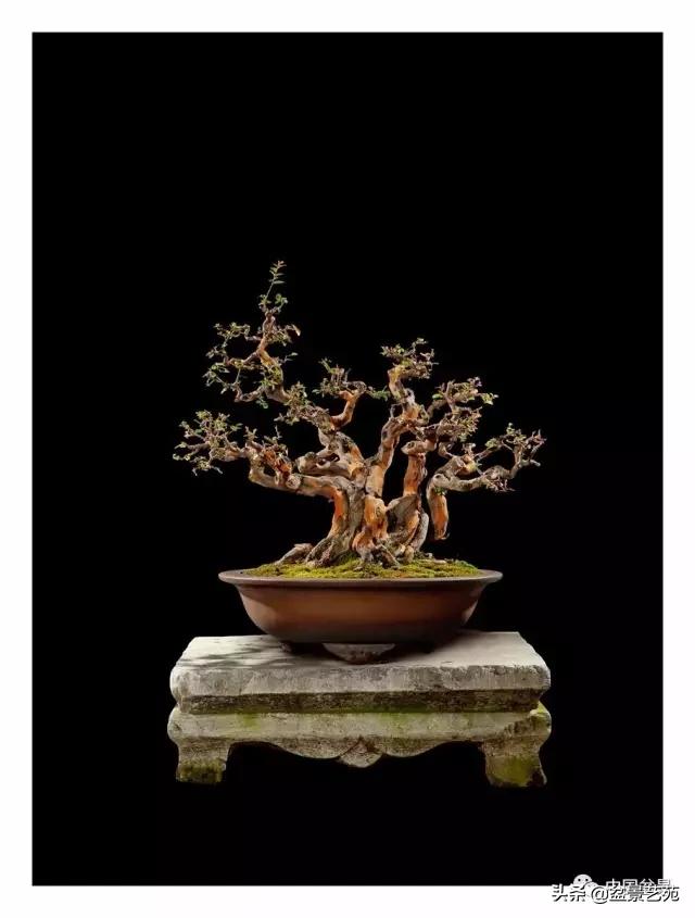 玩盆景必备栽种知识,观赏盆景的意境