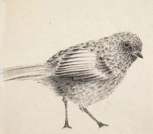 最简单画鸟的画法,各种鸟的画法简单又漂亮