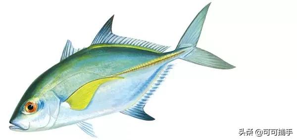 你不知道的海洋里面有什么,十种你没见过的海洋生物