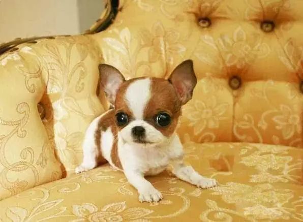 45只名犬排行,45种名犬您都认识吗