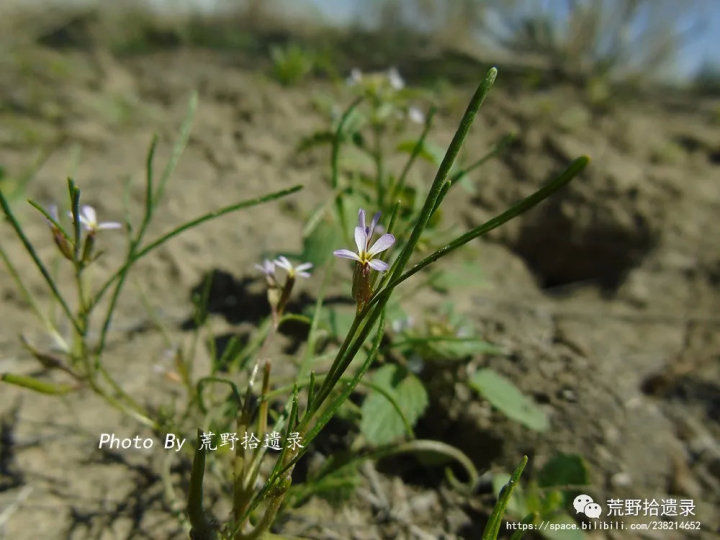 荒野拾遗录,荒野拾遗录完整