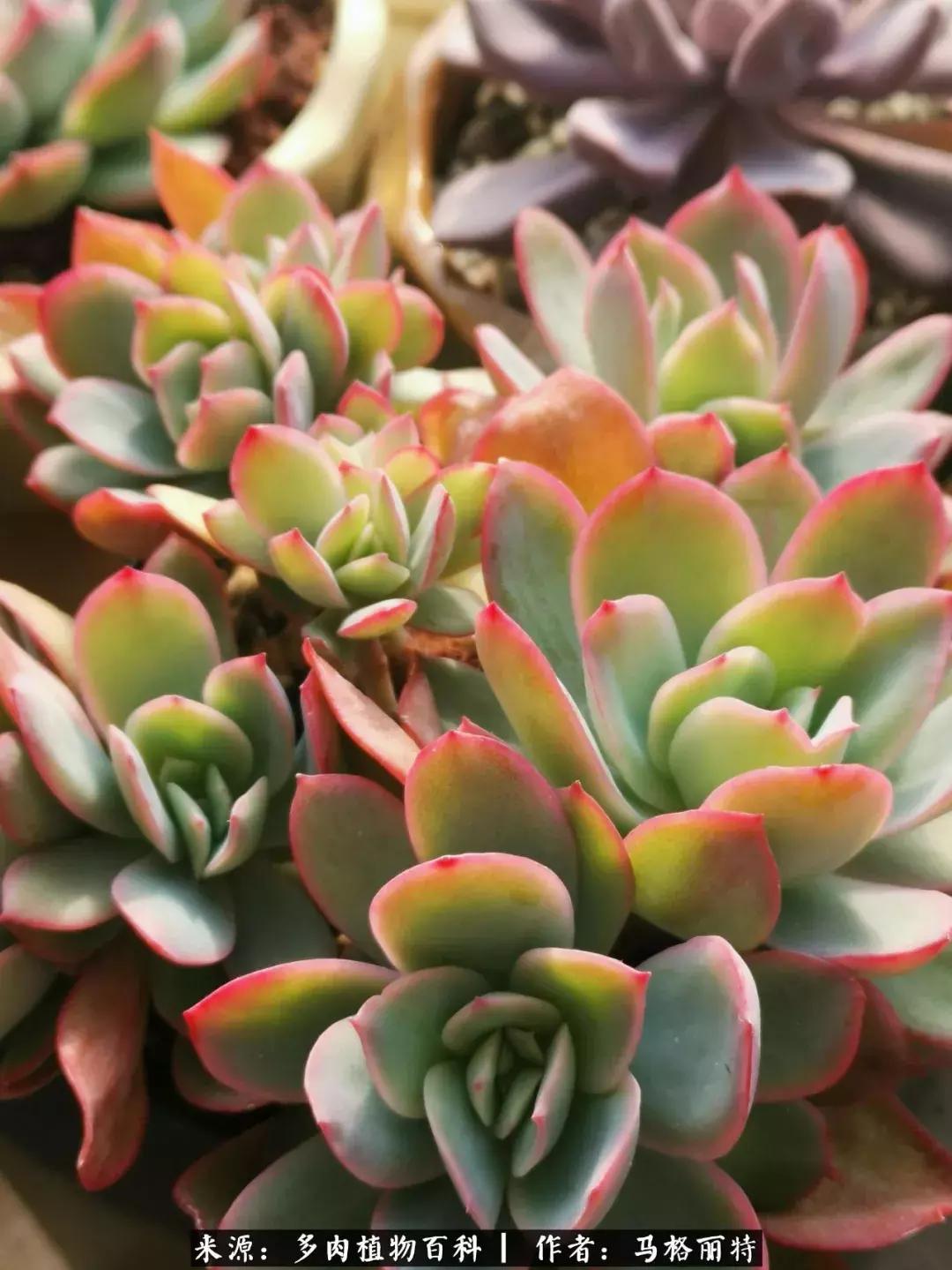 北方阳台多肉怎么过冬,北方阳台多肉