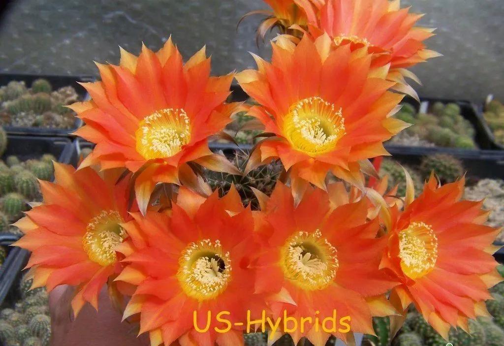 100种仙人球花图片,100种仙人球的品种视频