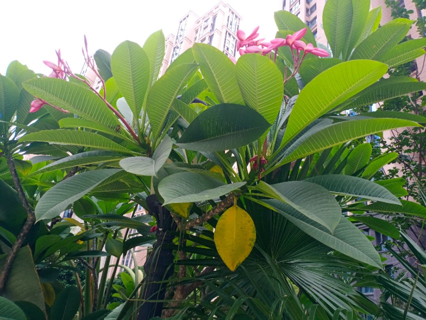 我的第一块智能手表,我的第一块运动手表